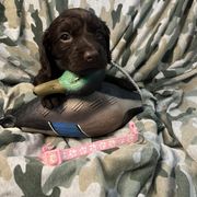 Girl - Chocolate Boykin Spaniel puppy in Van Buren, Arkansas from Arklahoma Boykins