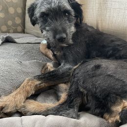 Rosie - Aussiedoodle