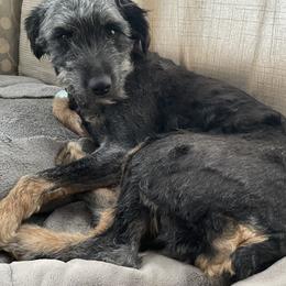 Rosie - Aussiedoodle