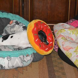 Rat Terrier Puppies from RaganRat Terriers