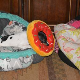 Rat Terrier Puppies from RaganRat Terriers