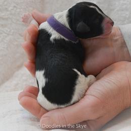 Goldendoodle Puppies from Doodles in the Skye