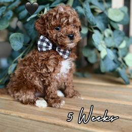Jack - Red  male Goldendoodle puppy in Runaway Bay, Texas from Green Ranch Doodles