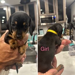 Rita - Black and tan female Dachshund puppy in Spokane, Washington from Woyak Weenies
