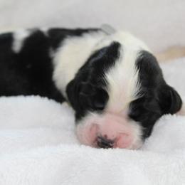 Oak - Black and white male English Springer Spaniel puppy in Lexington, South Carolina from House Tiner Springers