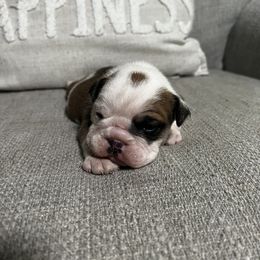 Bulldog Puppies from Angela's Kennel