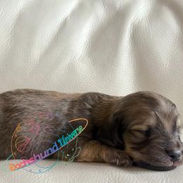 Pluto - Cream male Dachshund puppy in Peyton, Colorado from Dachshund Universe