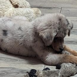 Australian Shepherd and Pomeranian Puppies from Sandy Aussie's