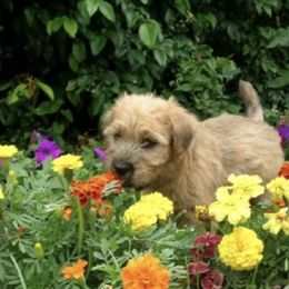 Soft Coated Wheaten Terriers from Karen Mueller's Soft Coated Wheaten Terriers