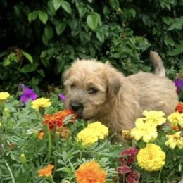 Soft Coated Wheaten Terriers from Karen Mueller's Soft Coated Wheaten Terriers