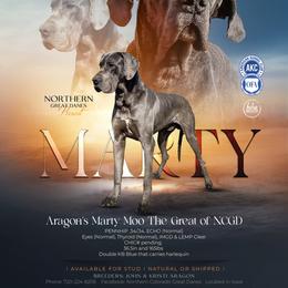 Marty - Great Dane