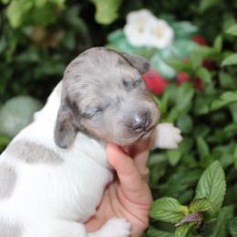 Dolce Grey Dapple Pie Girl - Dapple female Dachshund puppy in Stockton, California from Wiggles & Wags Dachshund's