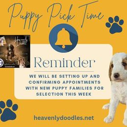 Irish Doodle and Poodle Puppies from Heavenly Poodles