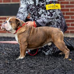 Maverick - Bulldog