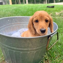 River - Red male Dachshund puppy in Crossville, Tennessee from Golden Mini Farm