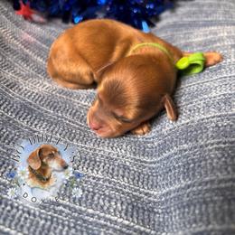 Rocket - Red male Dachshund puppy in Clarksdale, Mississippi from Bo Didley's Doxies