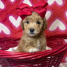 Amoura - Red  female Poodle puppy in Buffalo, Illinois from Pear Tree Pups