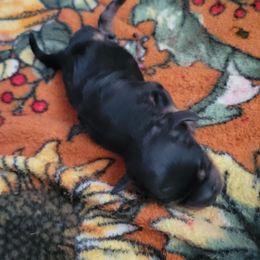 Girl 4 - Black and tan female Cavapoo puppy in Auburn, California from Gold Country Doodles