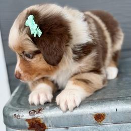 Teal collar - Red merle female Aussiedoodle puppy in 32046, Florida from River Hill Ranch