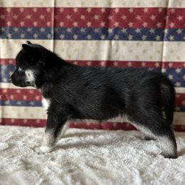 Fenrir 🩵 - Black and white Siberian Husky puppy in Fairborn, Ohio from Haven of Free Spirits