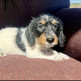 Birdie - Piebald male Dachshund puppy in Sallisaw, Oklahoma from Wild West Dachshunds