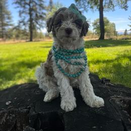 Snickers - Merle female Goldendoodle puppy in Etna, California from SRS Goldendoodles