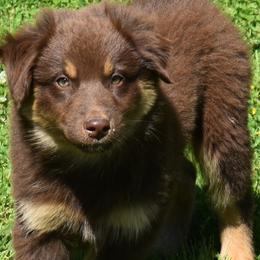 CLANCY - Red male Australian Shepherd puppy in Nowata, Oklahoma from 4Feathers