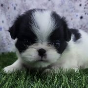 Girl 1 - Black tan and white female Japanese Chin puppy in Johnson City, Tennessee from Erin & Friends Japanese Chin