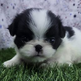 Girl 1 - Black tan and white female Japanese Chin puppy in Johnson City, Tennessee from Erin & Friends Japanese Chin