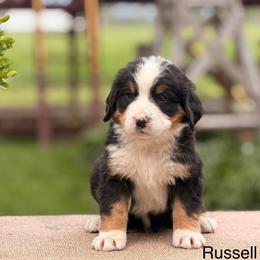 Male 4 - Tri-color male Bernese Mountain Dog puppy in New Haven, Indiana from Maumee Berners