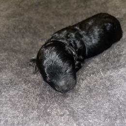 Alvin - Black male Yorkipoo puppy in Gastonia, North Carolina from Precious pups dynasty kennel