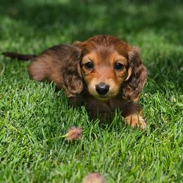 Dachshund Puppies from Loyal Lil Dachshunds