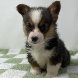 Leo (bluie) - Black and tan male American Corgi puppy in Waco, Texas from The Comma Corgis