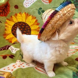 Carl - Cream male Chihuahua puppy in Seneca, Missouri from Stephanie’s Puppy Colony