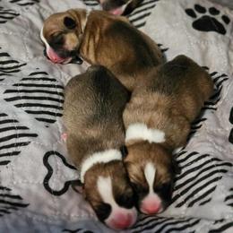 Pembroke Welsh Corgi Puppies from AW Corgis