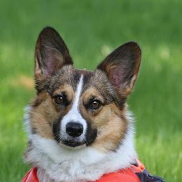 Tilly - Pembroke Welsh Corgi