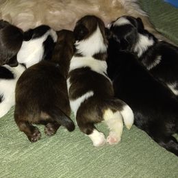 Shih Tzus from Shih Tzu Knot
