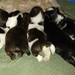 Shih Tzus from Shih Tzu Knot