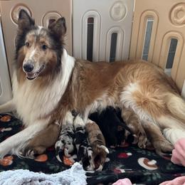 Collie Puppies from Tucker Creek Collies