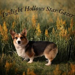 Tater - Pembroke Welsh Corgi