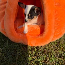 Adam - Black and white male Chihuahua puppy in Amity, Pennsylvania from Rhoda and Verna