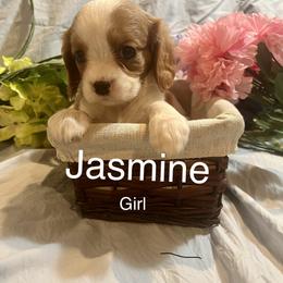 Jasmine - Blenheim Cavalier King Charles Spaniel puppy in from Cooltomin Cavaliers