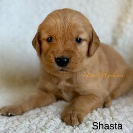 Shasta - Golden male Golden Retriever puppy in La Verne, California from 4LoveofGoldens