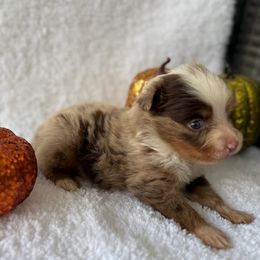 Adian - Red merle male Miniature Australian Shepherd puppy in Ambrose, Georgia from Brandilyn's Aussies