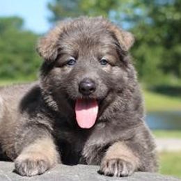 German Shepherds from VonSila Kennels, LLC