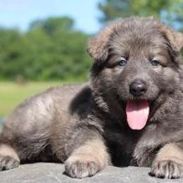 German Shepherds from VonSila Kennels, LLC