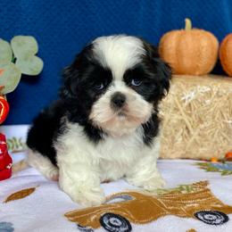 Barney - Black and white male Shih Tzu puppy in Klamath Falls, Oregon from Bel Aire Beauties