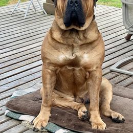 Boerboel All Grown Up from Cascade Boerboels