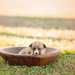 Maroon Collar - Waffles - Sable female Pembroke Welsh Corgi puppy in Waverly Hall, Georgia from 6g Ranch Corgis