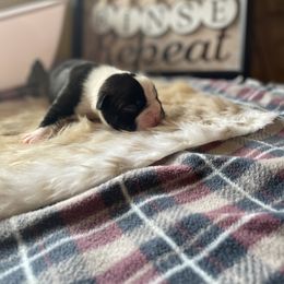 Boston Terrier Puppies from Angie's Little Bostons